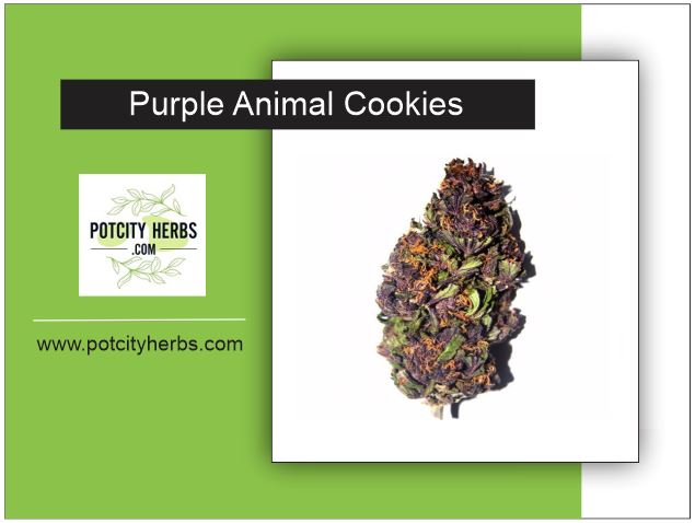 Purple Animal Cookies