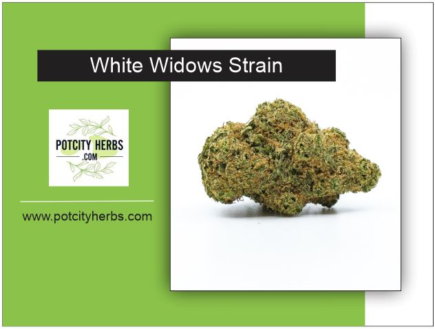 White Widow Strain