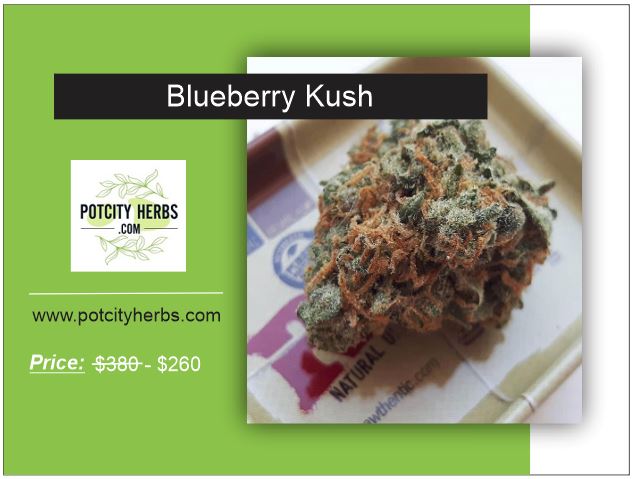 Blueberry Kush