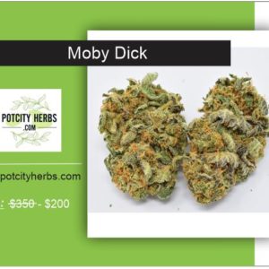 Moby Dick Strain